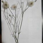 Hypochaeris albiflora Çiçek