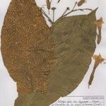 Nicotiana tabacum Blomma