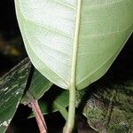 Ficus schippii Leaf