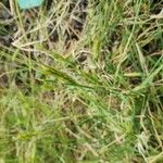 Triticum monococcum Habit