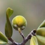 Lethedon leratii Fruit