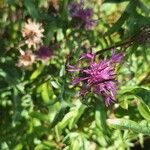 Centaurea scabiosaFiore