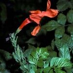 Tecoma capensis Květ