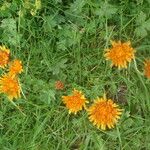Crepis aurea Sonstige