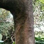 Elaeodendron orientale Bark