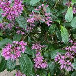 Fuchsia arborescens Hoja