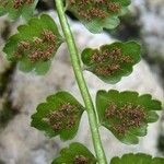 Asplenium viride Flor