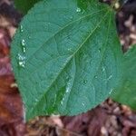 Triumfetta rhomboidea Leaf