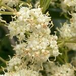 Ligustrum japonicum 花
