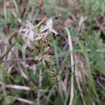 Platanthera bifoliaFlor