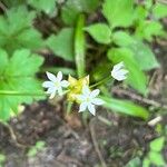 Allium canadense Blüte