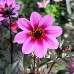 Dahlia merckii Flower