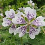 Geranium renardii Flower