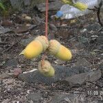 Quercus robur Frukt