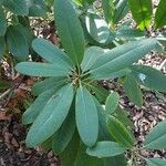 Rhododendron decorum Folha