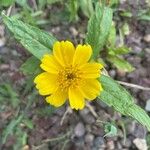 Guizotia abyssinica Blüte