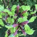 Acer circinatum পাতা