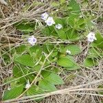Craterostigma hirsutum Hábito