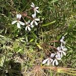 Pelargonium quinquelobatum Flors