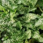 Arum italicum Costuma