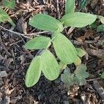 Uvularia grandiflora Levél