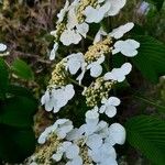 Viburnum lantanoides Kvet