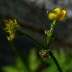 Ranunculus acris Otro