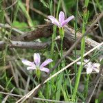 Petrorhagia saxifraga Цвят