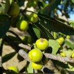 Ficus insipida Плод