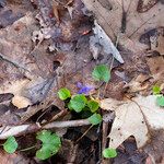 Viola cucullata Leaf