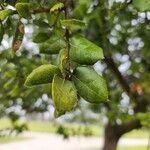 Quercus agrifolia Hoja