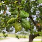 Quercus agrifolia Fulla