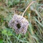 Daucus carotaFlower