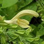 Salvia glutinosa Kwiat