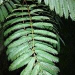 Albizia julibrissin Лист