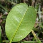 Melicope obscura Leaf