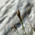 Carex curvula