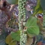 Coccoloba uvifera Fruit