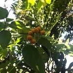 Cordia caffra Fruit