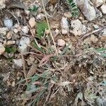 Heteropogon contortus Hoja