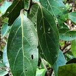 Cryptocarya elliptica पत्ता