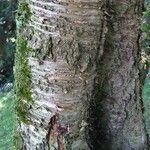 Betula grossa Bark
