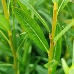 Salix purpurea Liść