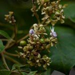 Vitex pinnataFlower