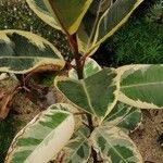 Ficus elastica Folha