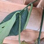 Piper arboreum Fruit