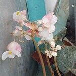 Begonia imperialis Bloem