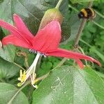 Passiflora manicata Blüte