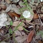 Evolvulus sericeus Çiçek