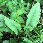 Chaptalia nutans Leaf